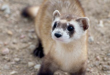 Black-footed-Ferret-Courtesy-Colorado-Parks-and-Wildlife_1-1