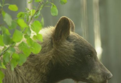 Briargate_Bear_Seraphin_2