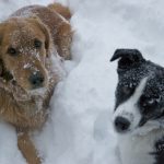 Copper Condo's Dogs Comet & Ringo