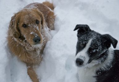 CometRingo-snow-faces