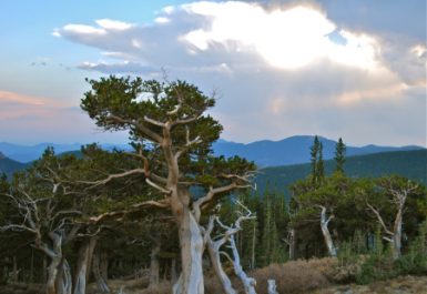 bristlecone