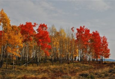 fall_colors_4