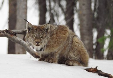 lynx