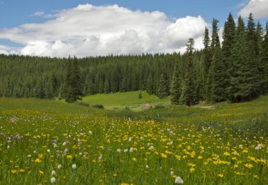 shrine_pass_road_wildflowers