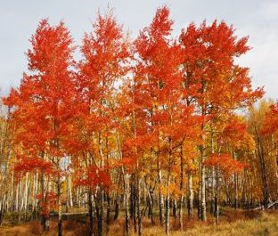 summit_county_fall_colors